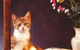 1600 Cat Photo Wallpaper (2) #7