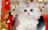 1600 Cat Foto tapety (2) #8