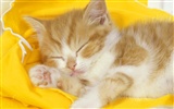 1600 Cat Photo Wallpaper (2) #9