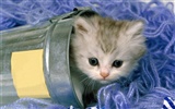 1600 Cat Photo Wallpaper (2) #10