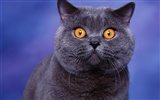 1600 Cat Photo Wallpaper (2) #11