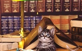 1600 Cat Photo Wallpaper (2) #12