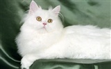 1600 Cat Foto tapety (2) #14