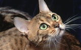 1600 Cat Photo Wallpaper (2) #15