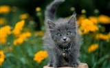 1600 Cat Photo Wallpaper (2) #17