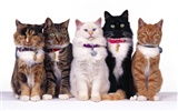 1600 Cat Photo Wallpaper (2) #19