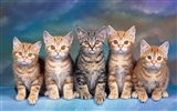 1600猫の写真の壁紙(2) #20