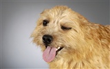 Cachorro de fotos HD fondos de pantalla (6) #10
