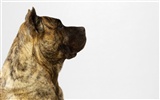 Cachorro de fotos HD fondos de pantalla (6) #14