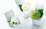 Flowers and gifts wallpaper (1) #16