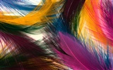 Colorful feather wings close-up wallpaper (1)