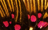 Colorful feather wings close-up wallpaper (1) #3