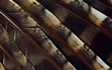 Colorful feather wings close-up wallpaper (1) #4