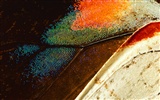 Colorful feather wings close-up wallpaper (1) #7