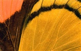 barevné peří křídla close-up tapety (1) #11