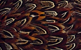 barevné peří křídla close-up tapety (1) #13
