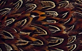 Colorful feather wings close-up wallpaper (1) #13