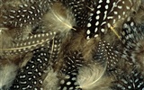 Colorful feather wings close-up wallpaper (1) #14