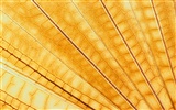 Colorful feather wings close-up wallpaper (1) #15