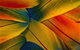 Colorful feather wings close-up wallpaper (1) #35273