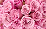 Large Rose Photo Wallpaper (2) #35143