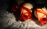 Large Rose Photo Wallpaper (2) #17