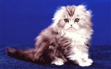 1600 Cat Photo Wallpaper (3) #3