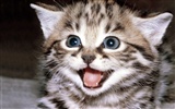 1600 Cat Photo Wallpaper (3) #8