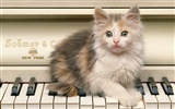 1600 Cat Photo Wallpaper (3) #18