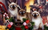 1600 Cat Photo Wallpaper (3) #19