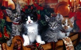 1600猫の写真の壁紙(3) #20