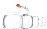 Jumping goldfish wallpaper #5