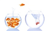 Jumping goldfish wallpaper #10