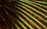 Colorful feather wings close-up wallpaper (2) #4