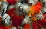 ailes de plumes colorées wallpaper close-up (2) #5