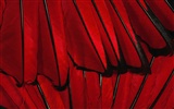 Colorful feather wings close-up wallpaper (2) #6