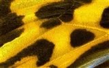 barevné peří křídla close-up tapetu (2) #7