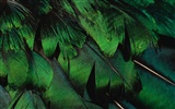 Colorful feather wings close-up wallpaper (2) #35736