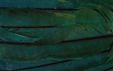barevné peří křídla close-up tapetu (2) #10