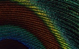 Colorful feather wings close-up wallpaper (2) #13