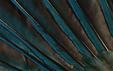 년 화려한 깃털 날개 클로즈업 벽지 (2) #14