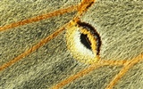 년 화려한 깃털 날개 클로즈업 벽지 (2) #18