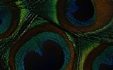 ailes de plumes colorées wallpaper close-up (2) #19