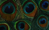 ailes de plumes colorées wallpaper close-up (2) #20
