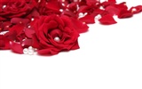 Large Rose Photo Wallpaper (3) #10