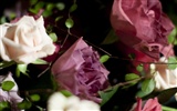 Large Rose Photo Wallpaper (3) #16