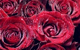 Large Rose Photo Wallpaper (3) #19