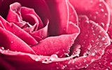 Large Rose Photo Wallpaper (3) #20