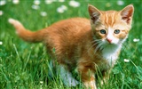 1600 Cat Foto tapety (4)