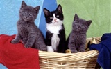 1600 Cat Photo Wallpaper (4) #2